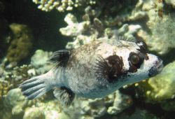 Masked Puffer
Sharm El Sheik Sept 2005 by Mick Hatswell 